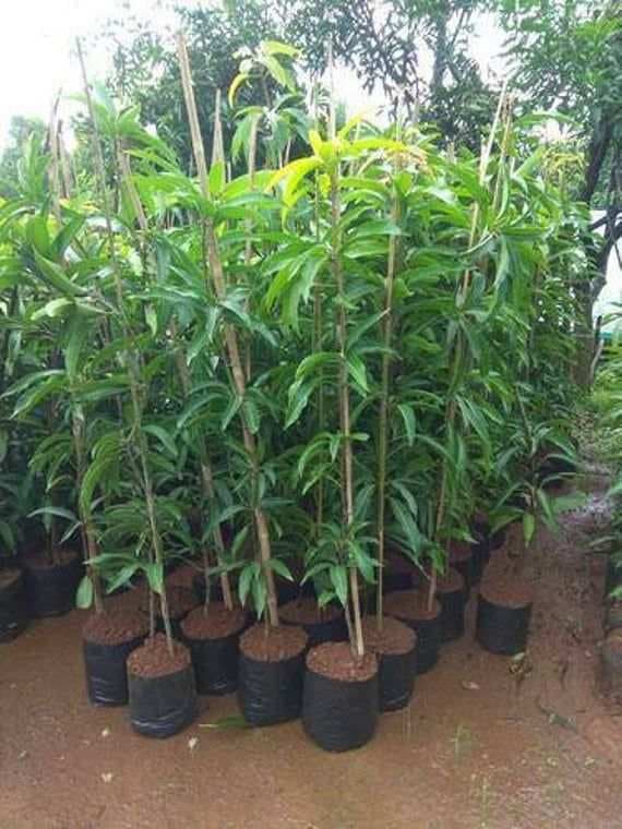 Banana Mango Sapling (5 Saplings)