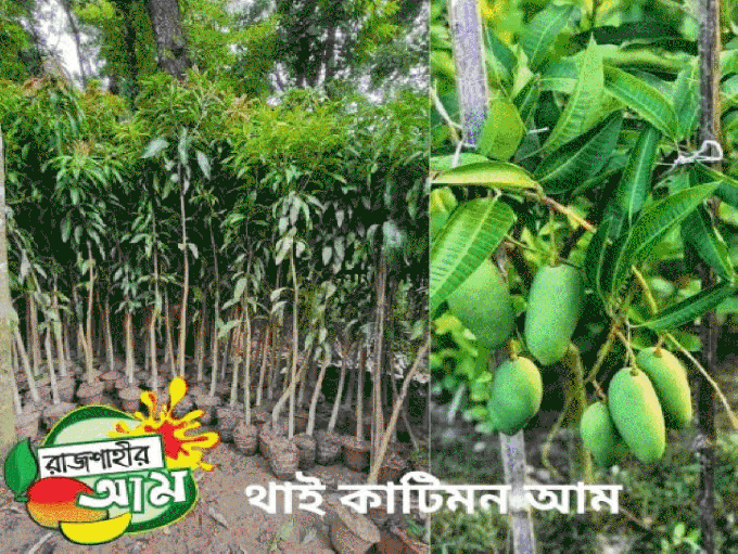 কাটিমন ১২ মাসি আম (5 টি চারা)
