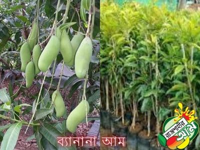 Banana Mango Sapling (5 Saplings)