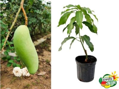 Banana Mango Sapling (5 Saplings)