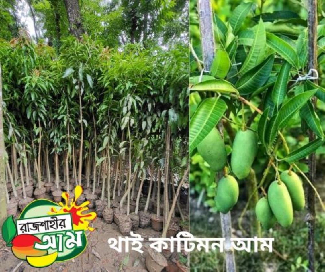 কাটিমন ১২ মাসি আম (5 টি চারা)